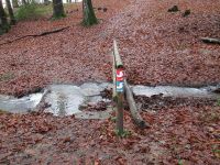 14_Siegsteig im Wald oberhalb von Broel.jpg