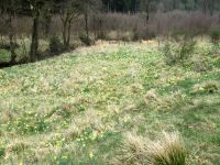 Narzissenwiese im Jansbachtal