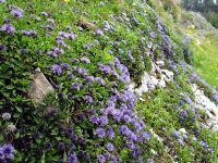 Bluetenteppich beim Aufstieg zum Triglav.jpg