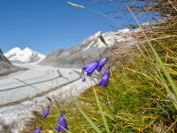 Aletschgletscher-LilaBlumen_2014-09_DSC_0153.jpg