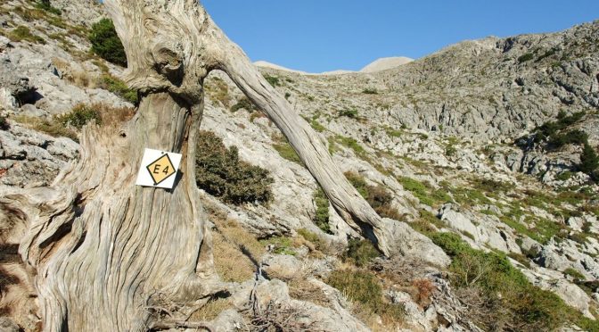 E4 auf Kreta - toter Baum