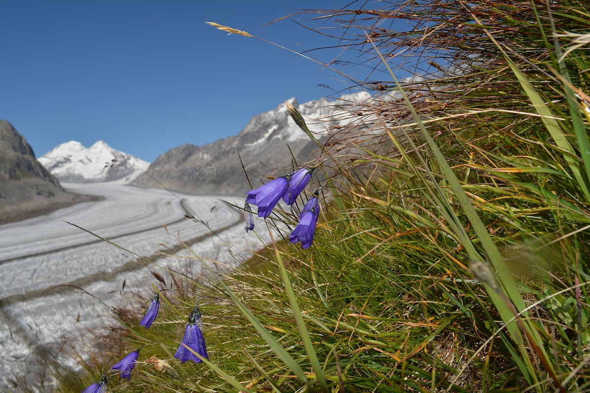 Aletschgletscher