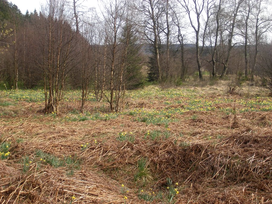 Narzissen im Nesselo-Moor