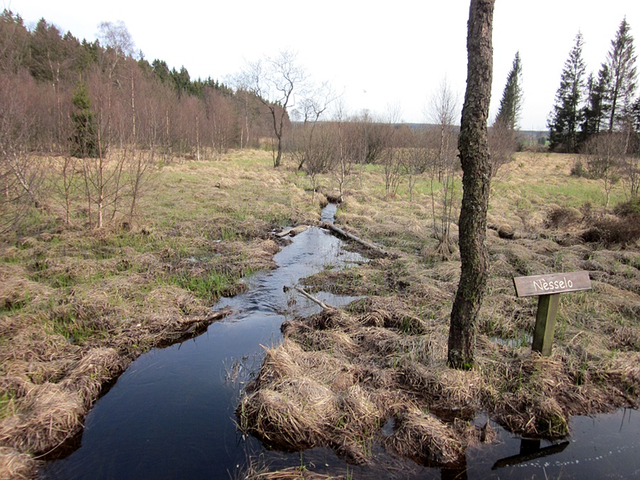 Narzissen im Nesselo-Moor