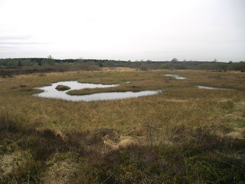 Koenigliches Torfmoor bei Mützenich